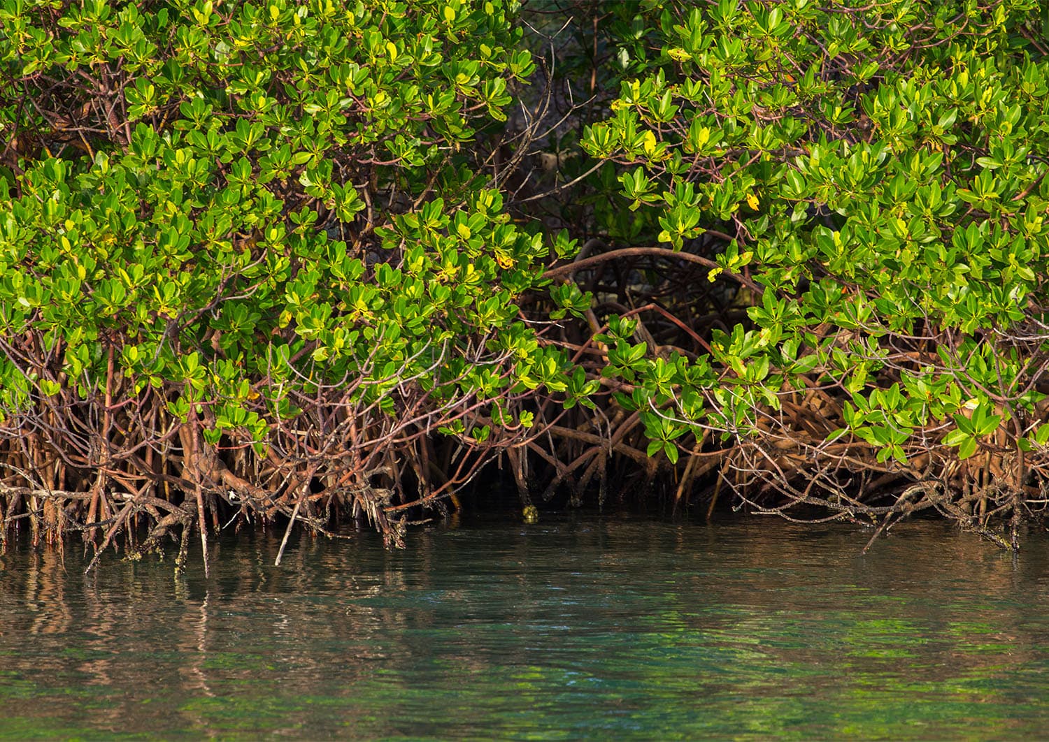 Red mangrove trees along the Indian River Lagoon shoreline with tangled prop roots extending into the clear water